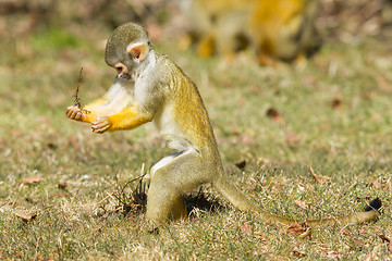 Image showing Squirrel Monkey (Saimiri boliviensis)