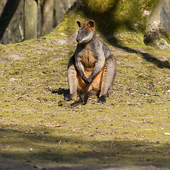 Image showing Swamp wallaby