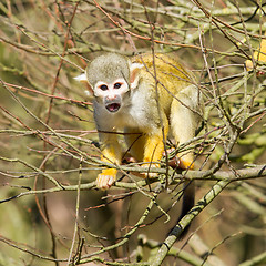 Image showing Squirrel Monkey (Saimiri boliviensis) 