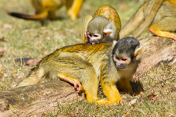 Image showing Squirrel Monkey washing another Squirrel Monkey 