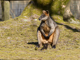 Image showing Swamp wallaby