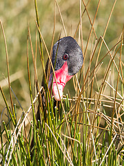 Image showing Black swan is eating grass