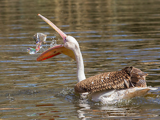 Image showing Young pink pelican playing