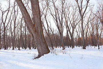 Image showing Winter Park