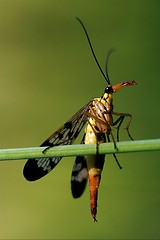 Image showing Panorpidae  green branch 