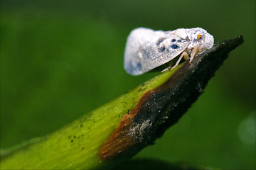 Image showing  Omoptera in the bush