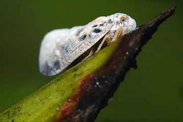Image showing   Omoptera  green leaf