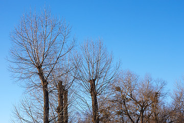 Image showing Poplar trees with the tops cut off