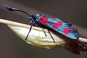 Image showing born  wild    Zygaenidae