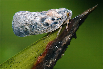 Image showing  wild fly  Omoptera on a green leaf 