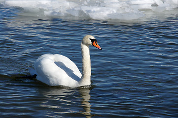 Image showing White swan 