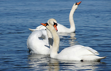 Image showing White swans