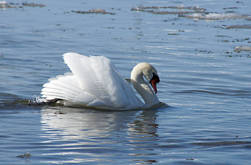 Image showing Swan and water