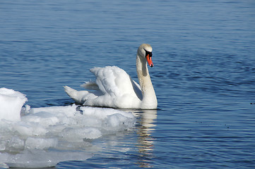 Image showing White swan 