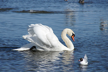 Image showing White swan on water