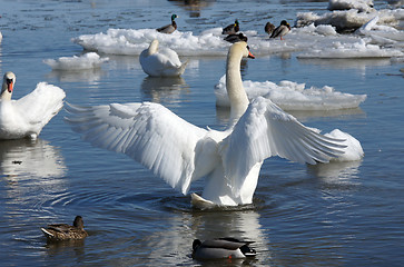 Image showing White swan 