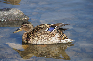 Image showing The Duck