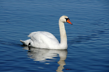 Image showing Swan and water
