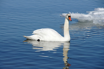Image showing White swan
