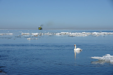 Image showing White swan and the sea