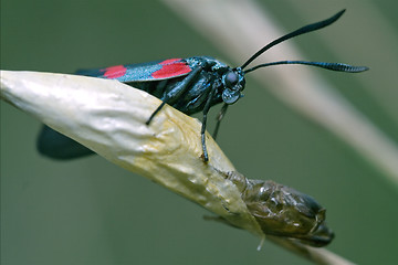 Image showing born of  Zygaenidae 