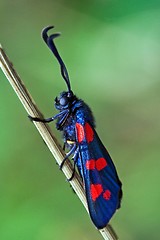 Image showing side of wild fly  Zygaenidae 