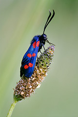 Image showing  wild fly  Zygaenidae  in the flower