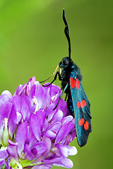 Image showing wild fly  Zygaenidae in the flower