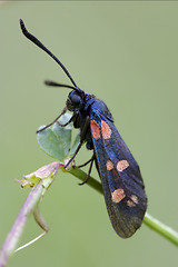 Image showing  Zygaenidae on a brown branch in the bush