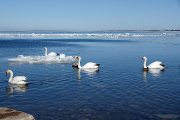 Image showing White swans  and the sea