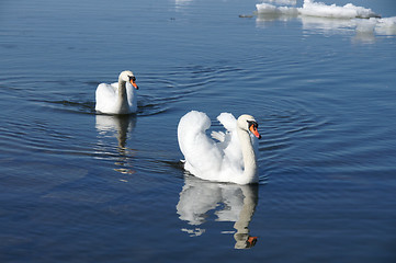 Image showing Swans