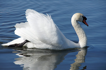 Image showing The swan