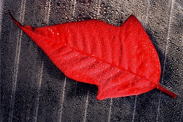 Image showing abstract red  leaf