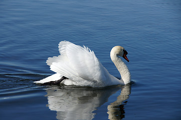 Image showing White swan 