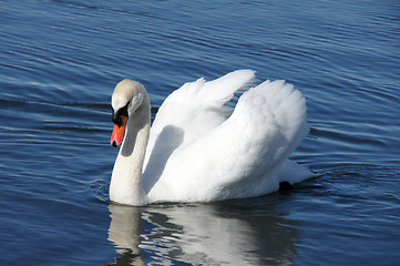 Image showing White swan and water