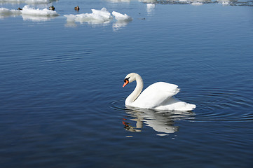 Image showing White swan