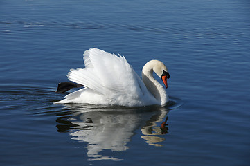 Image showing White swan and water