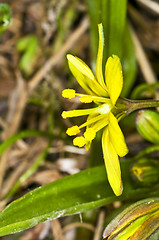 Image showing Gagea lutea, Yellow Star