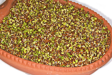 Image showing germination of cress