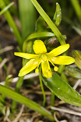 Image showing Gagea lutea, Yellow Star