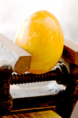 Image showing Egg in a bench vise