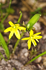 Image showing Gagea lutea, Yellow Star