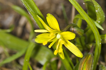 Image showing Gagea lutea, Yellow Star