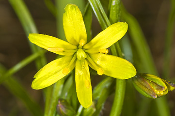 Image showing Gagea lutea, Yellow Star