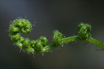 Image showing abstract fern torsion  in  spring