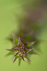 Image showing abstract flowering of plant 