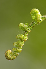 Image showing fern torsion  the spring