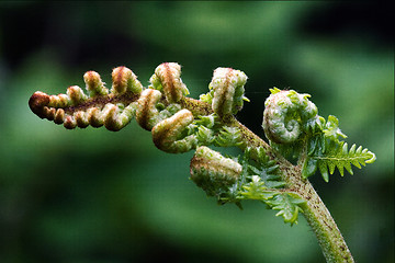 Image showing  flowering of a fern torsion 