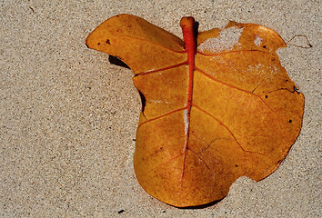 Image showing  leaf  jamaica