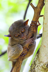 Image showing Tarsier